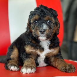Lily - Black tri-color female Aussiedoodle puppy in Lancaster, Minnesota from Finney Ranch