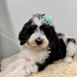 A Christmas Story - Tri-color female Bernedoodle puppy in Hegins, Pennsylvania from Bubbling Springs Doodles, LLC