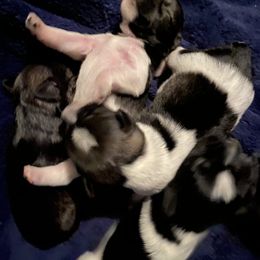 Miniature Schnauzer Puppies from Krystle's Miniature Schnauzers