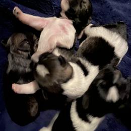 Miniature Schnauzer Puppies from Krystle's Miniature Schnauzers