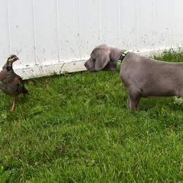 Weimaraner Puppies from Platinum Weimaraners