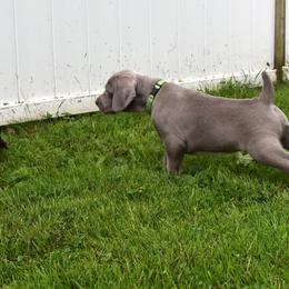 Weimaraner Puppies from Platinum Weimaraners