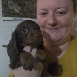 Dachshund Puppies from Bennett Babies