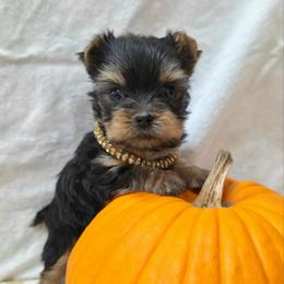 Emmi TEACUP - Blue and gold female Yorkshire Terrier puppy in Monticello, Iowa from Ashley’s Puppies
