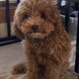 Benny - Poodle