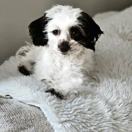 Mia Bella - Cockapoo