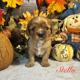 Stella - Ruby female Cavalier King Charles Spaniel puppy in Ormond Beach, Florida from Parkside Cavaliers