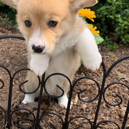 Pembroke Welsh Corgi Puppies from Cahas Corgis