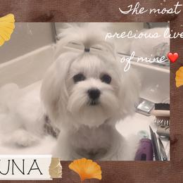 Luna - Maltese