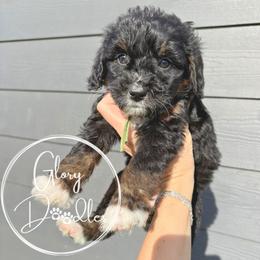 Green - Tri-color female Bernedoodle puppy in Rockwall, Texas from Glory Doodles