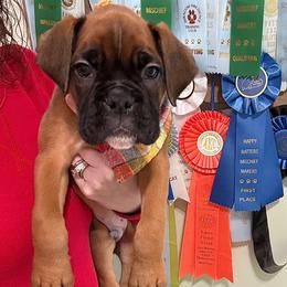 B2- Litter: Mossberg - Red Collar Fawn Male - Fawn Boxer puppy in Alpine, New York from Kickin Rooster AKC Boxers