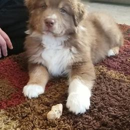 Australian Shepherd Puppies from Big Sky Aussies