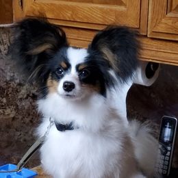 Papillon Puppies from Clearlake Papillons