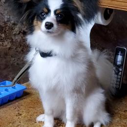 Papillon Puppies from Clearlake Papillons