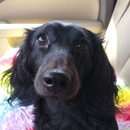 RugerRoo - Dachshund