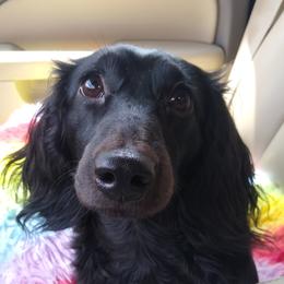 RugerRoo - Dachshund