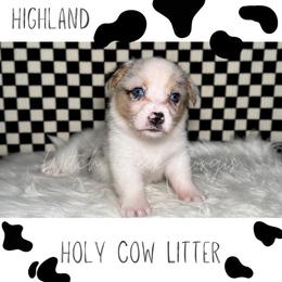 Hyland - Blue merle and white male American Corgi puppy in Greenwood, Indiana from Witch Creek Corgis