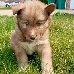 Siberian Huskies from Grandma G’s Huskies