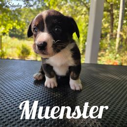 Muenster - Black and white male Cardigan Welsh Corgi puppy in Bland, Missouri from Shadey Lane Corgis