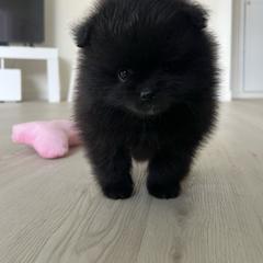 Valentina - Black female Pomeranian puppy in Lakewood, California from Premiers Poms