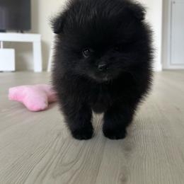 Valentina - Black female Pomeranian puppy in Lakewood, California from Premiers Poms