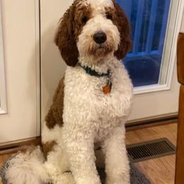 Finn - Goldendoodle