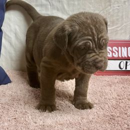 Gem - Mahogany female Neapolitan Mastiff puppy in Canyon, Texas from Mastini Della Forte