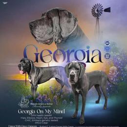 Georgia - Great Dane