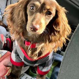 Twix - Dachshund