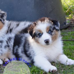 Australian Shepherd Puppies from Smooreaussies