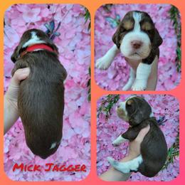 Mick Jagger Boy 2 - Liver white and tan male English Springer Spaniel puppy in Saginaw, Michigan from Kemerer Springers