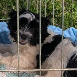 Kai - Black and white Havanese puppy in Anderson, South Carolina from Moe's Goldens and HavAntics