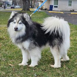 Lobo - Silver male Pomsky puppy in Spokane, Washington from Spokane Pomskies