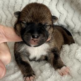 Amara - Red female Shiba Inu puppy in Trenton, Nebraska from Prairie Shibas