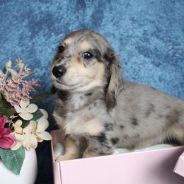Sherwin - Dapple male Dachshund puppy in Pace, Florida from Shoebox Doxie’s