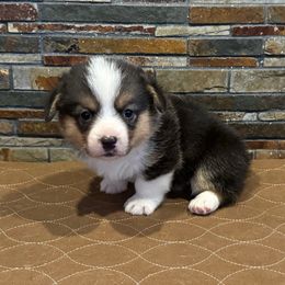Girl 1 - Black and tan female Pembroke Welsh Corgi puppy in Visalia, California from VIP Stables