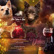 Mudi Puppies from Menagerie Mudis & More