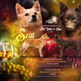 Mudi Puppies from Menagerie Mudis & More