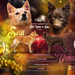 Mudi Puppies from Menagerie Mudis & More
