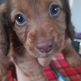 Dachshund Puppies from Nikas Baby Beanz LH Dachshunds
