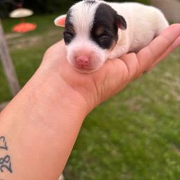 Lovey - Tri-color female Jack Russell Terrier puppy in Centerville, Pennsylvania from Rose Haven Farm