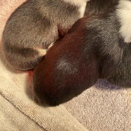 German Shepherd and Pembroke Welsh Corgi Puppies from Four Leaf Farm- Vom Vierblättriges Bauernhof