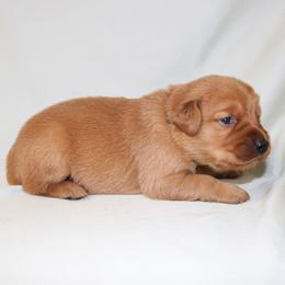Earl - Dark golden male Golden Retriever puppy in New Weston, Ohio from Bertke AKC Golden Retrievers and Bernese Mountain Dogs