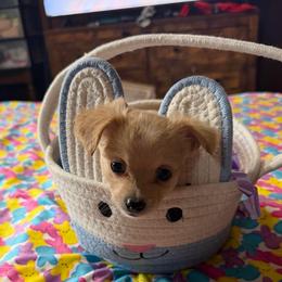 Lannister - Fawn male Chihuahua puppy in Seneca, Missouri from Stephanie’s Puppy Colony