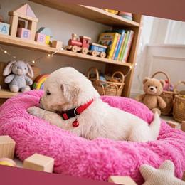 Red Beautiful Rose - Light golden female Golden Retriever puppy in Baldwin Park, California from Mountain Valley Retrievers