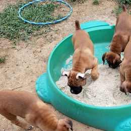 Boxer Puppies from Newcastle Boxers