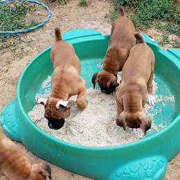 Boxer Puppies from Newcastle Boxers