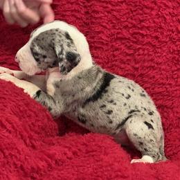 Mantle merle girl 3 - Merle female Great Dane puppy in Westville, Florida from Boulder View Danes