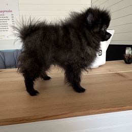 Maxwell - Black and brindle male Pomeranian puppy in Macon, Georgia from Pomflower Pomeranians