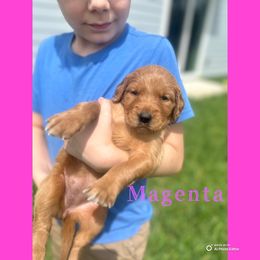 Magenta Girl - Dark golden female Golden Retriever puppy in Ocala, Florida from Hidden Oaks Golden Retrievers